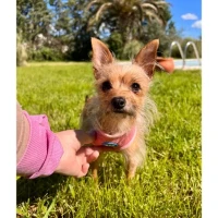 Adopta a Megan