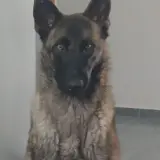 Adopta a Tuto