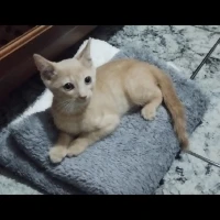 Adopta a Momo Cat