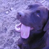 Adopta a Roche