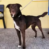 Adopta a Tony