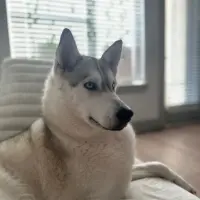 Adopta a Nala
