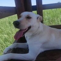 Adopta a Luna