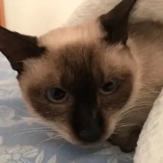 Lola