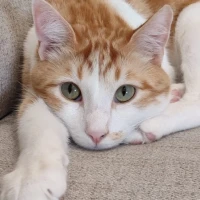 Adopta a Zoro