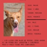 Adopta a Lio