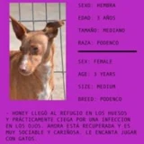 Adopta a Honey