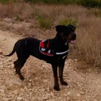 Adopta a Creta