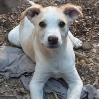 Adopta a Manchas