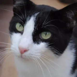 Poqui