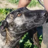 Adopta a Maktub