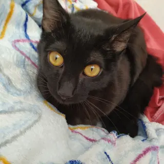 Arwen