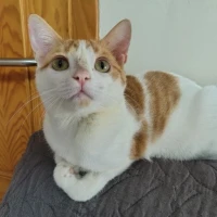 Adopta a Vainilla (Pequeña Cojera)