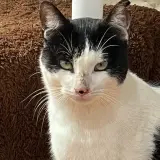 Adopta a Andy