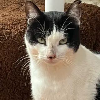 Andy