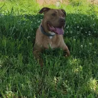 Adopta a Coco