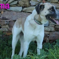 Adopta a Tito y Uma