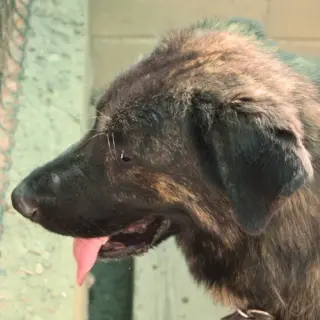 Lobo