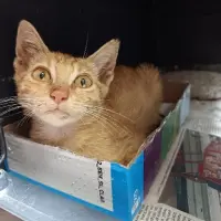 Adopta a Rubio