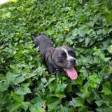 Adopta a Kira