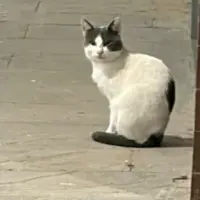 Adopta a Apareció Abandonado