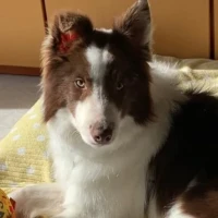 Adopta a Choco