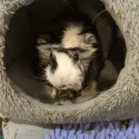 Adopta a Frozen Y Sonik