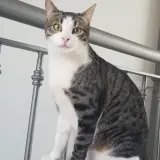 Adopta a Perlito