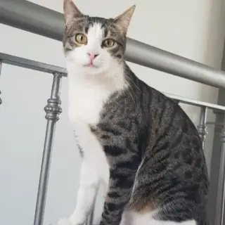 Perlito