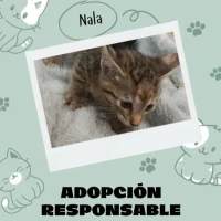 Adopta a Nala