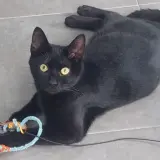 Adopta a Lola