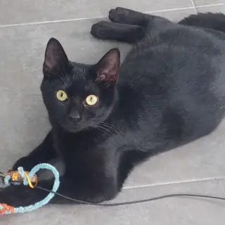 Lola