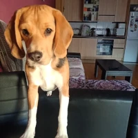 Adopta a Zeus