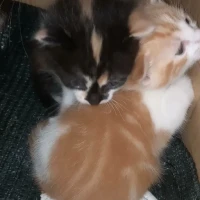 Adopta a Elige Tú