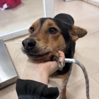 Adopta a Polvorín