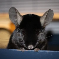 Adopta a Yamato