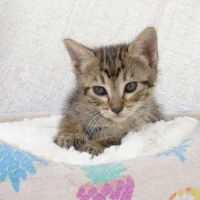 Adopta a Kala