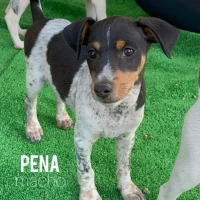 Adopta a Pena