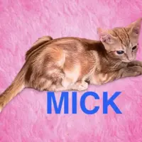 Adopta a Mick