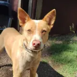 Adopta a Lucky