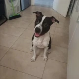 Adopta a Sia