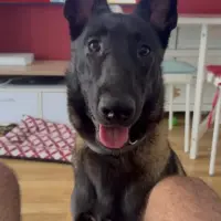 Adopta a Sirus