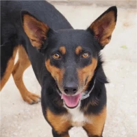 Adopta a Albin
