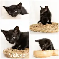 Adopta a Velcro