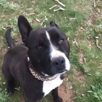 Adopta a Bebé