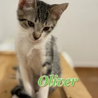 Adopta a Oliver