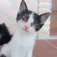 Adopta a Fresa