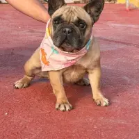 Adopta a Dana