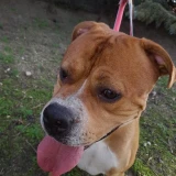 Adopta a Toro