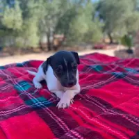 Adopta a Colin